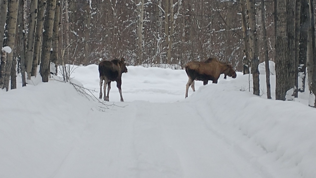 Photo of Others in Fairbanks
