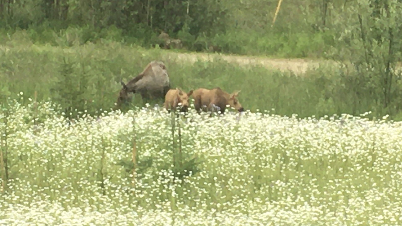 Photo of Outdoor in Badger