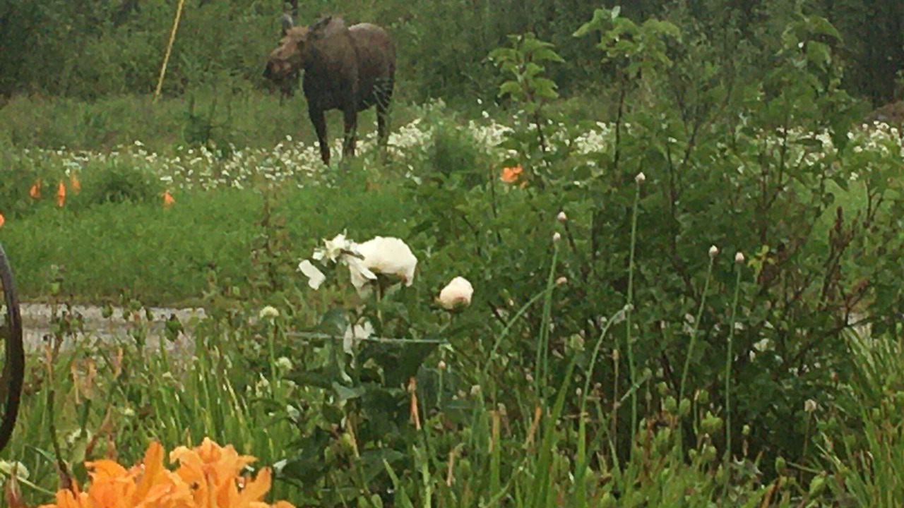 Photo of Outdoor in Badger