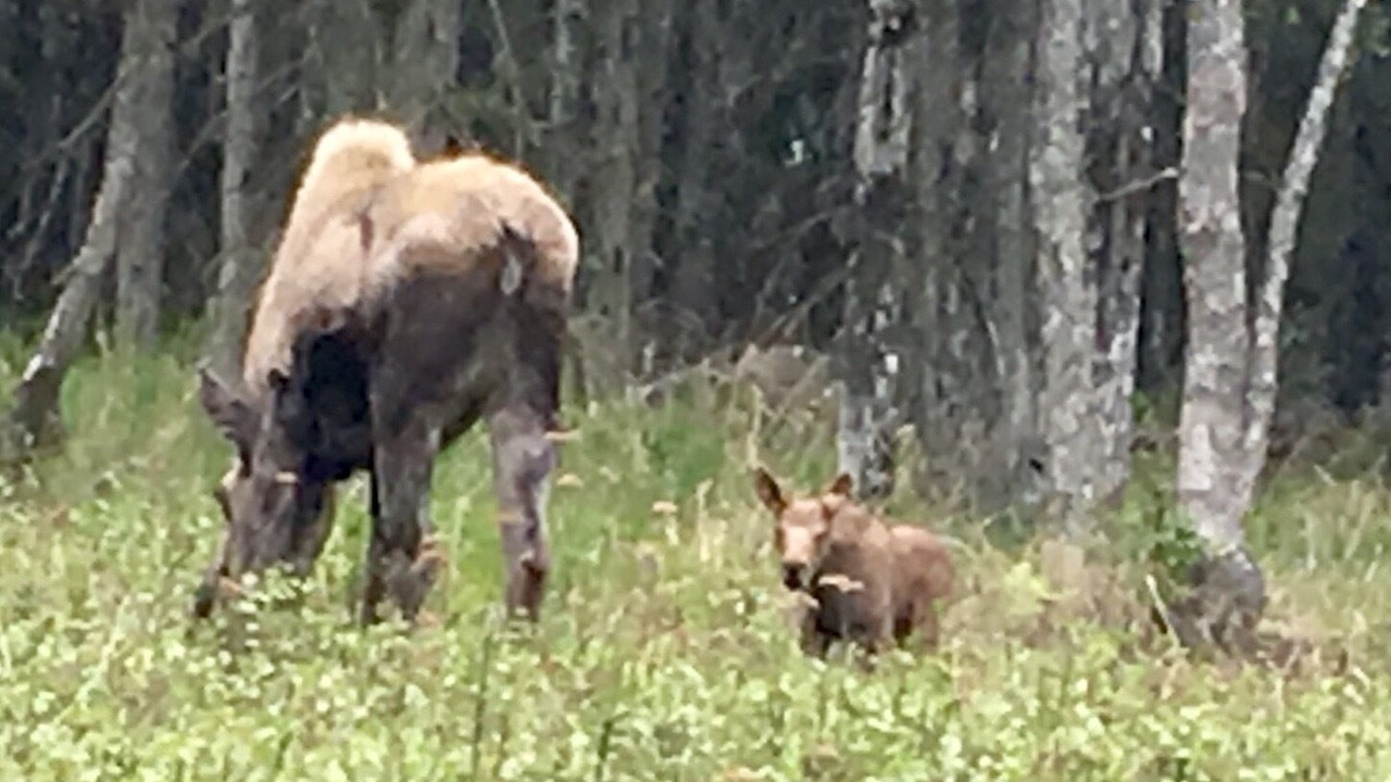 Photo of Outdoor in Kenai