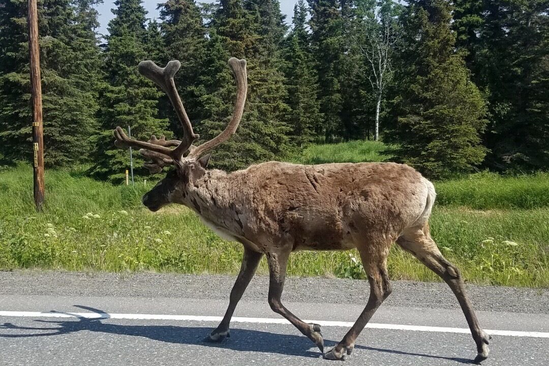 Photo of Others in Kenai