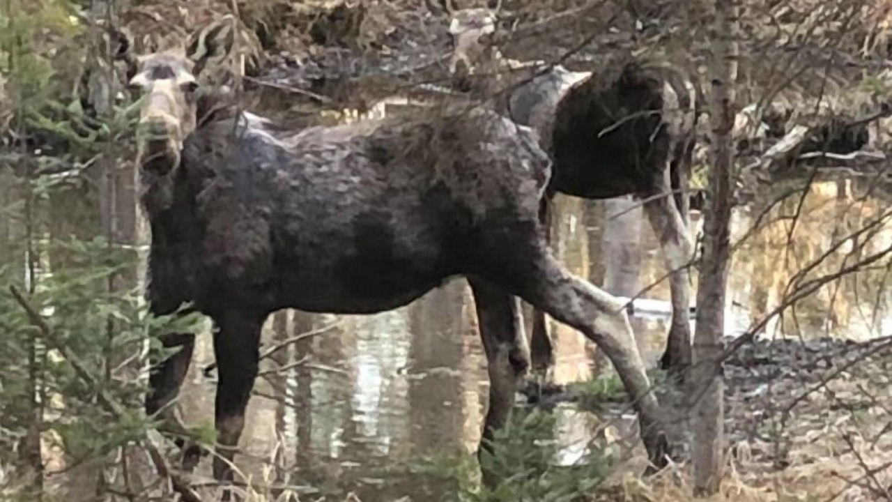Photo of Others in Carrabassett Valley