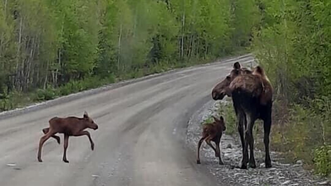 Photo of Others in Kenai