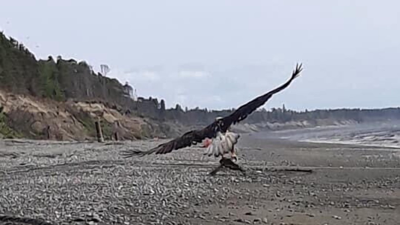 Photo of Others in Kenai