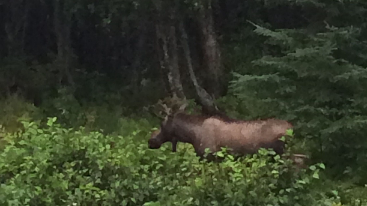 Photo of Others in Cohoe