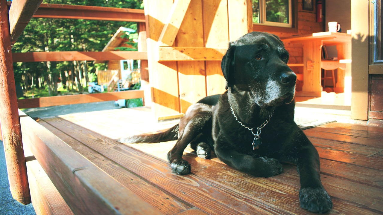 Photo of Others in Girdwood
