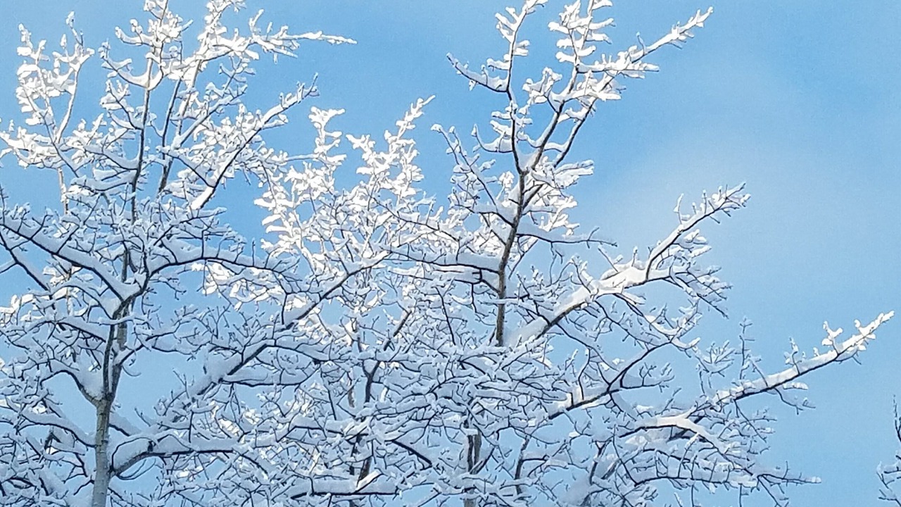 Photo of Others in Fairbanks