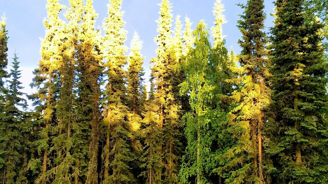 Photo of Others in Fairbanks