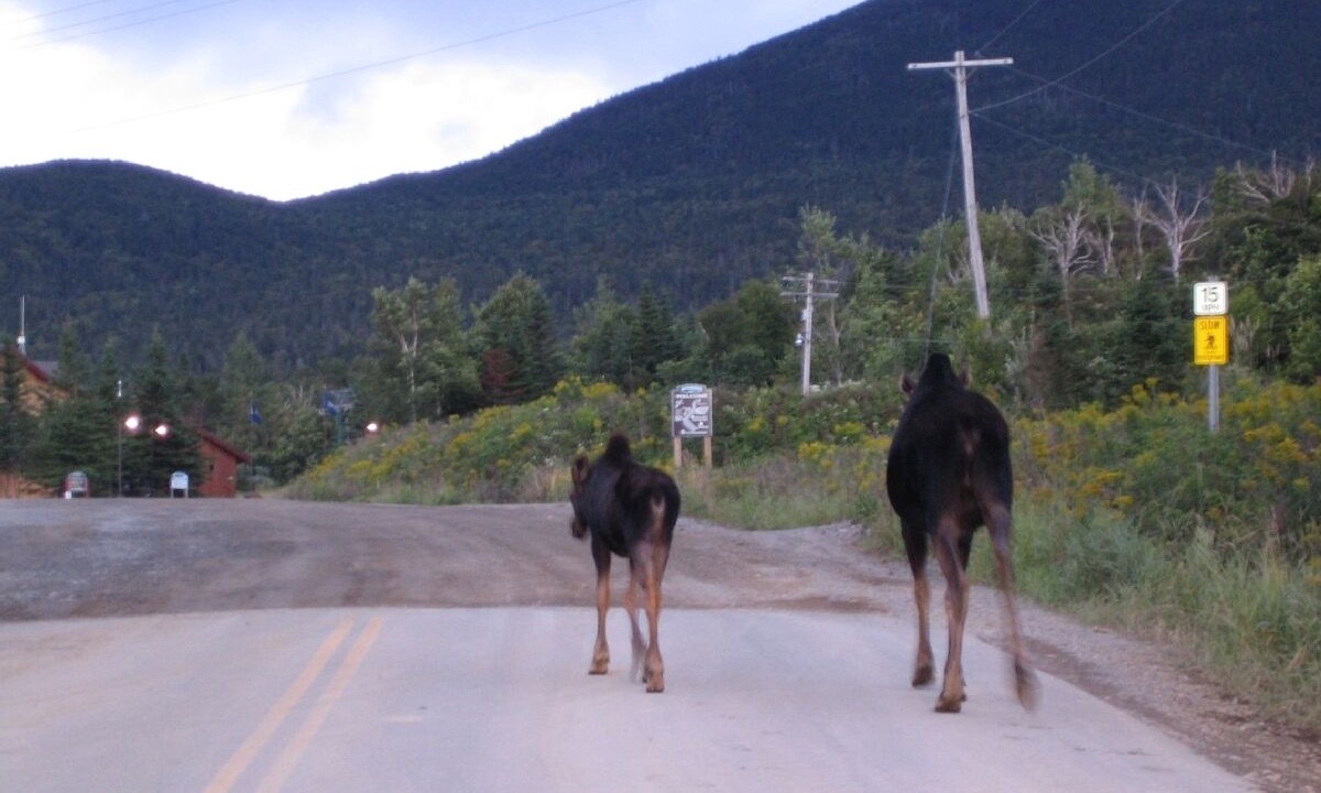 Photo of Others in Rangeley