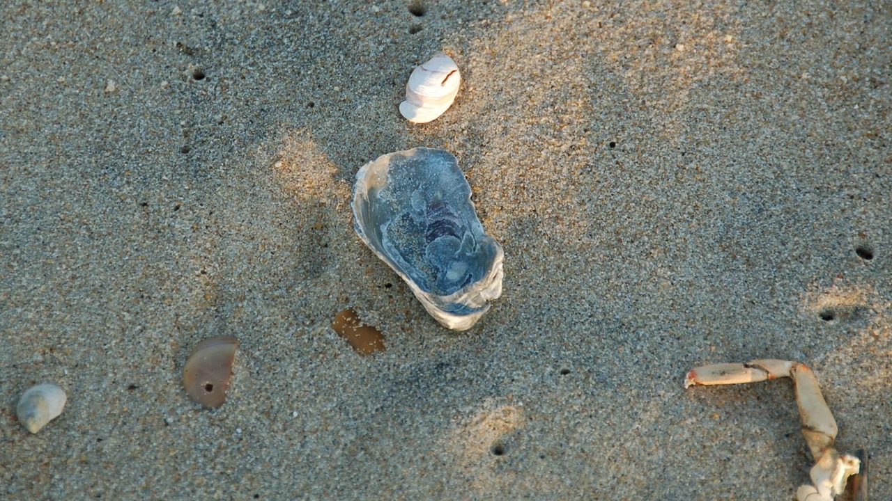 Photo of Others in Rehoboth Beach