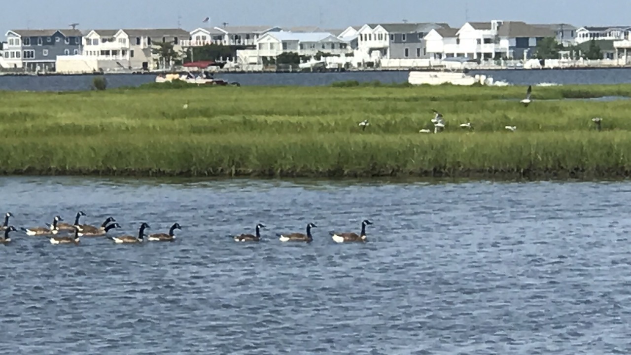 Photo of Others in Fenwick Landing
