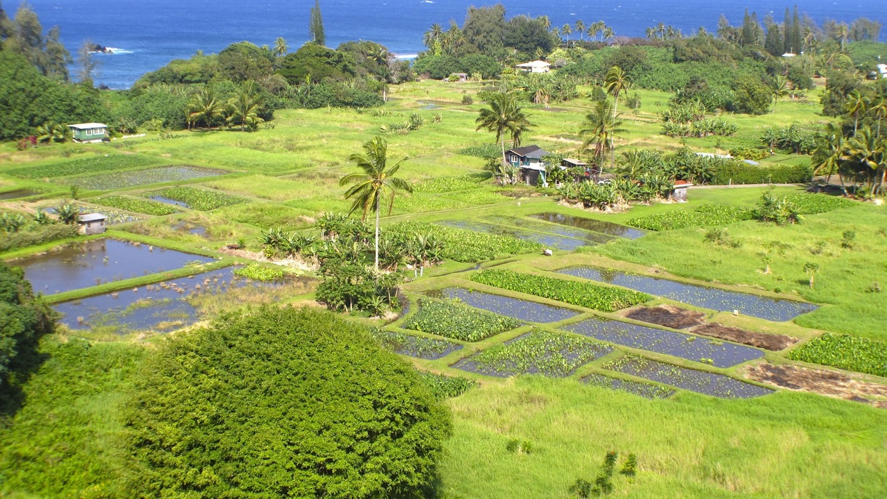 Photo of Others in Kihei
