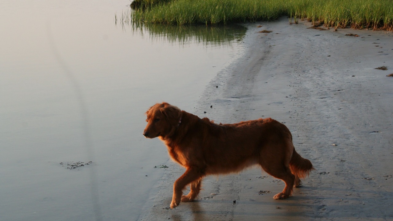 Photo of Others in Ocean View