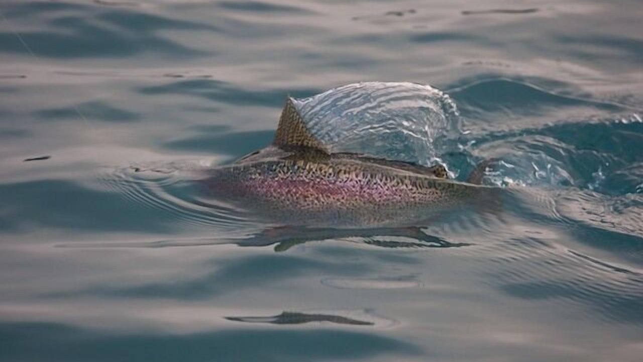 Photo of Others in Cooper Landing