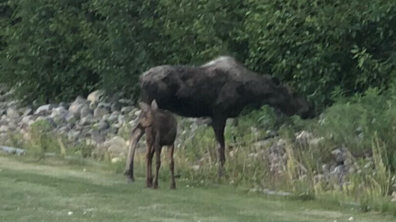 Photo of Others in Nikiski