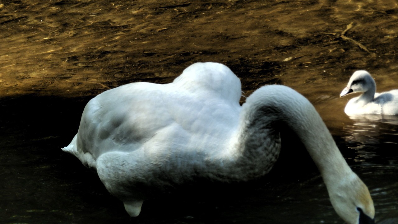 Photo of Others in Healy
