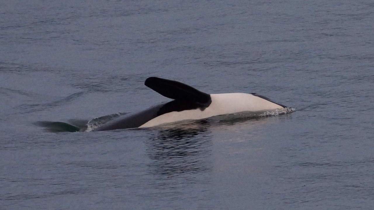 Photo of Others in Ketchikan