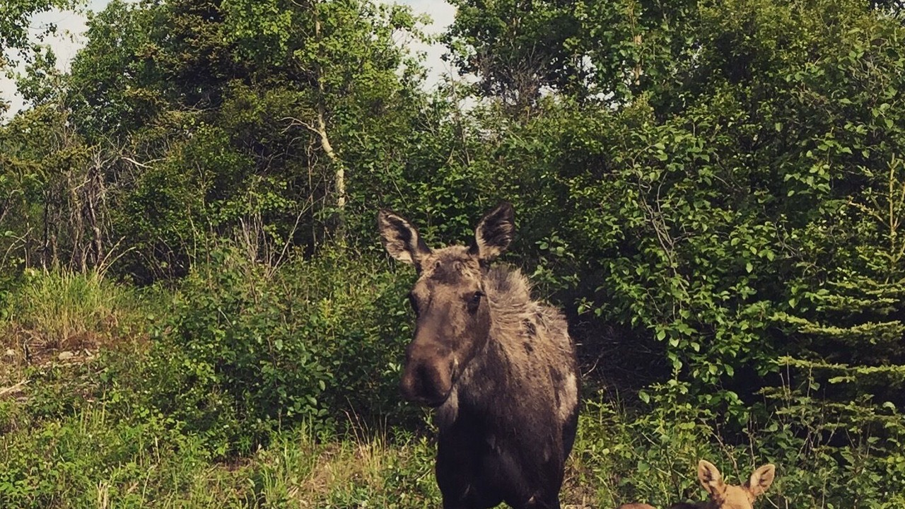 Photo of Outdoor in Healy