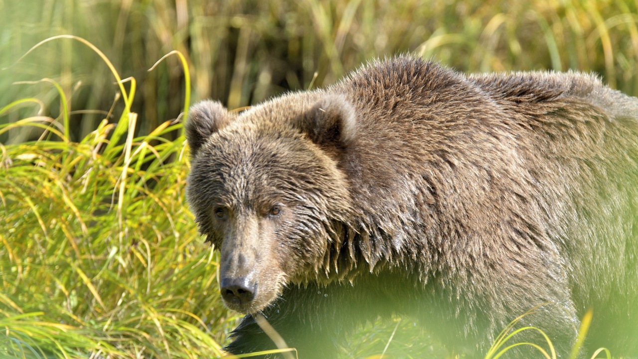 Photo of Others in Kodiak