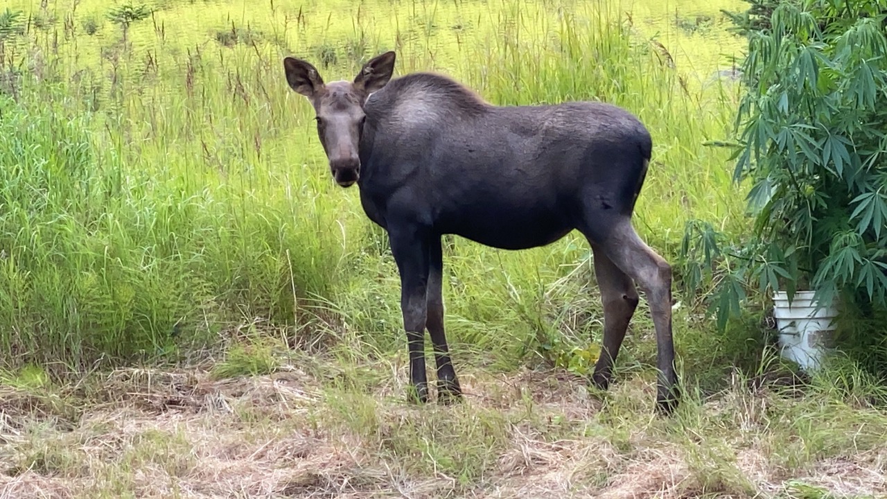 Photo of Others in Homer