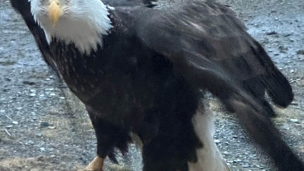 Photo of Others in Homer