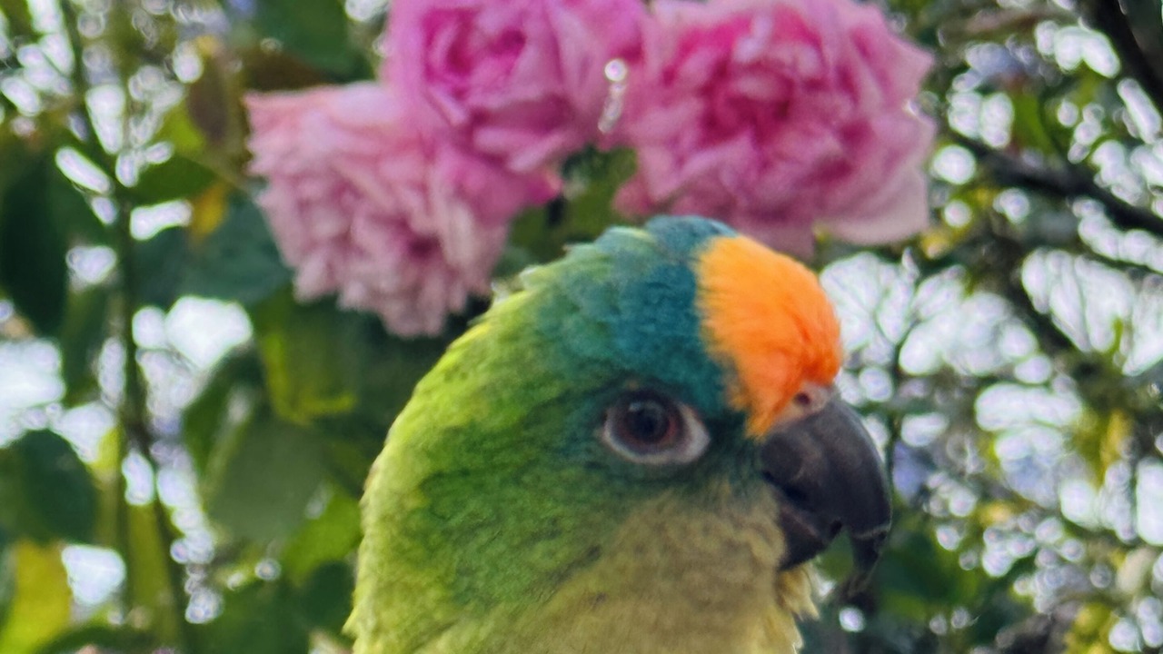 Photo of Others in El Cerrito