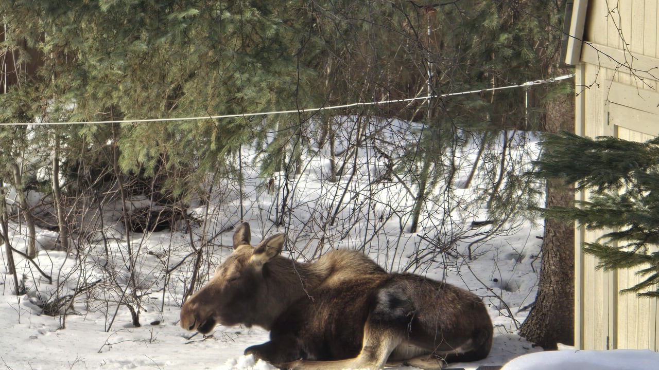 Photo of Outdoor in Spenard