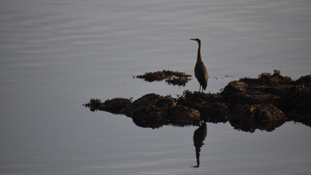 Photo of Others in Naukati Bay