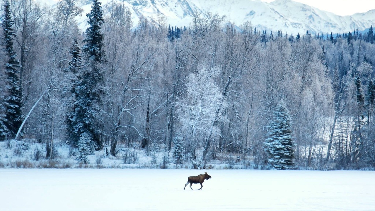 Photo of Others in Anchorage