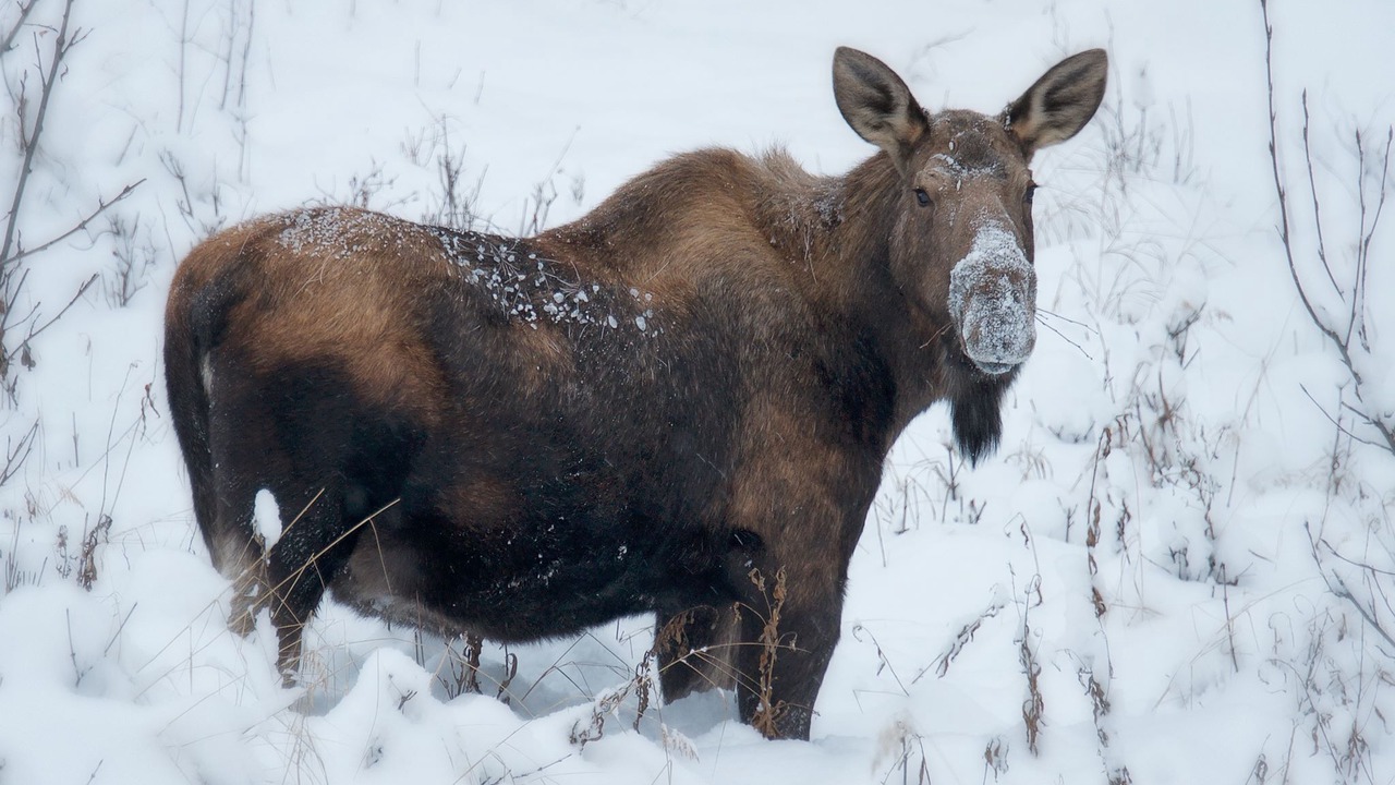 Photo of Others in Anchorage