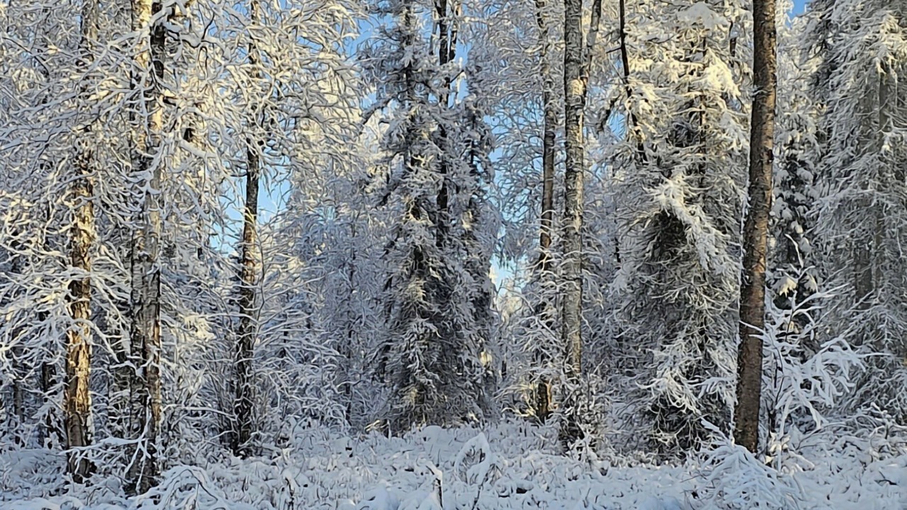 Photo of Others in Knik-Fairview