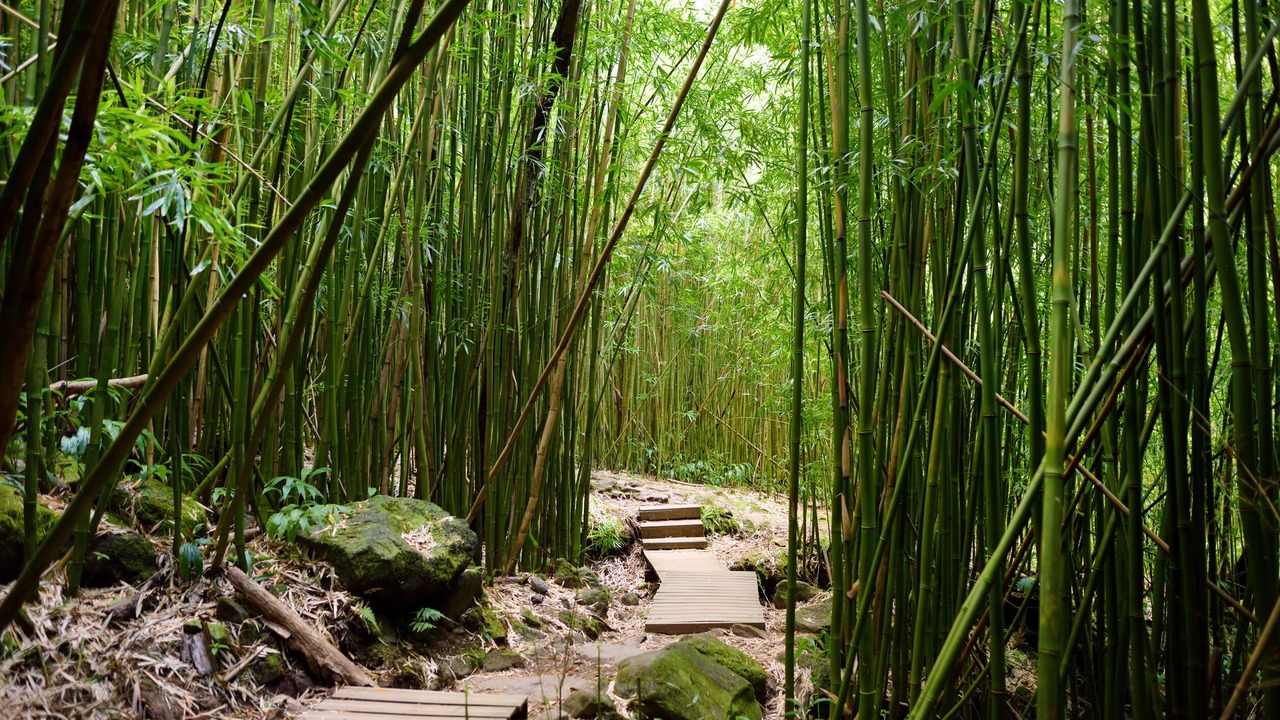 Photo of Outdoor in Napili
