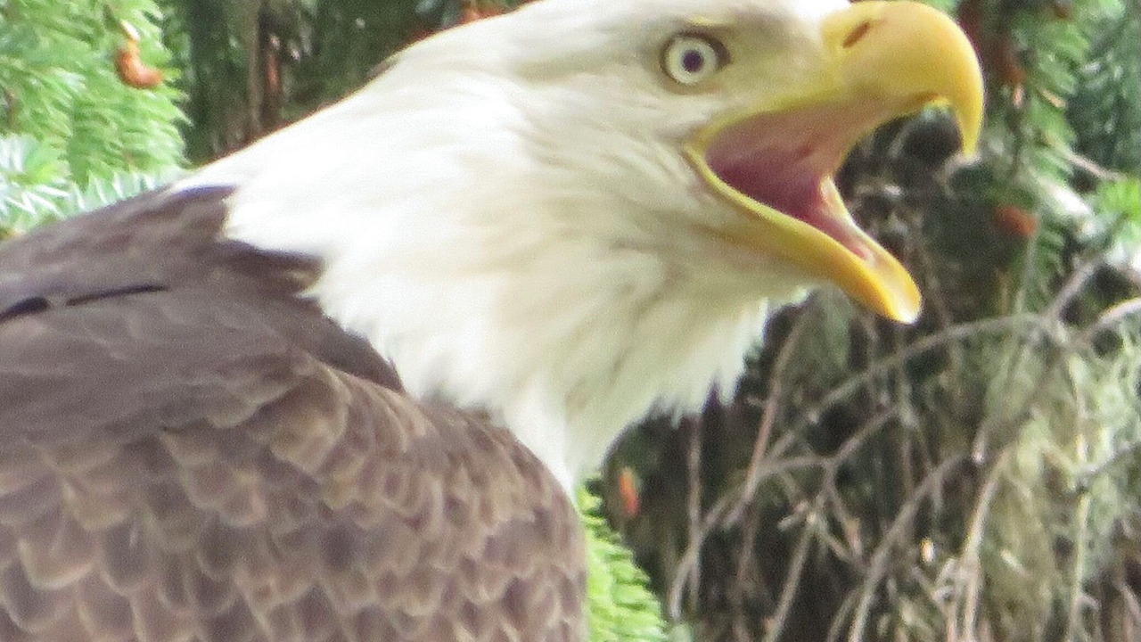 Photo of Others in Ketchikan