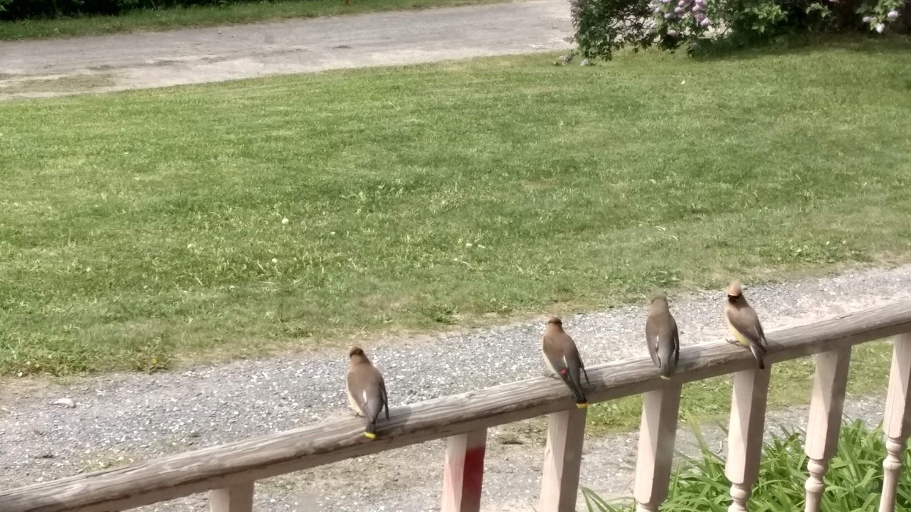 Photo of Outdoor in New Sweden