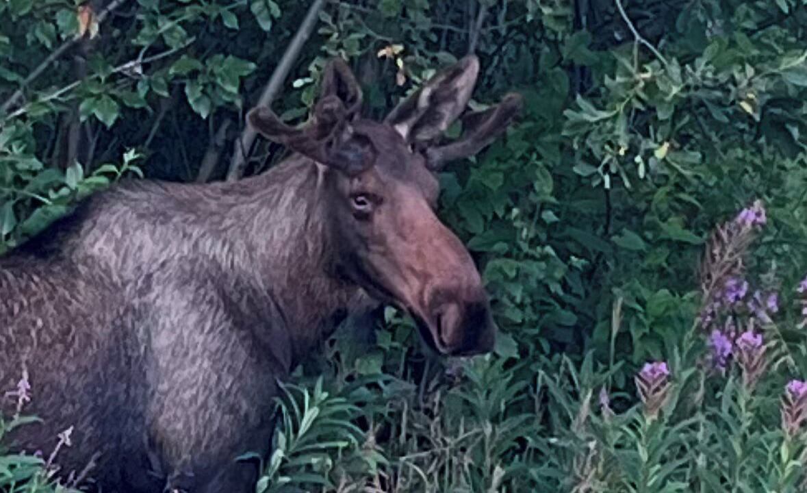 Photo of Others in Wasilla