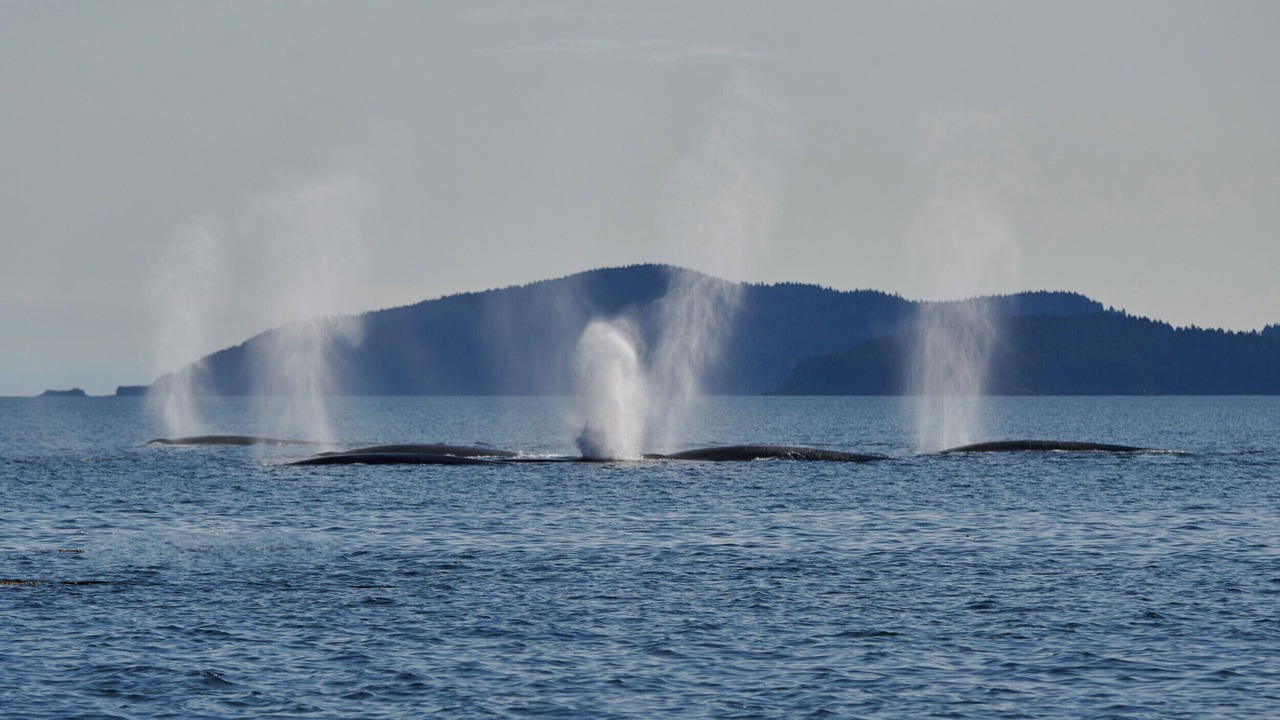 Photo of Others in Kodiak