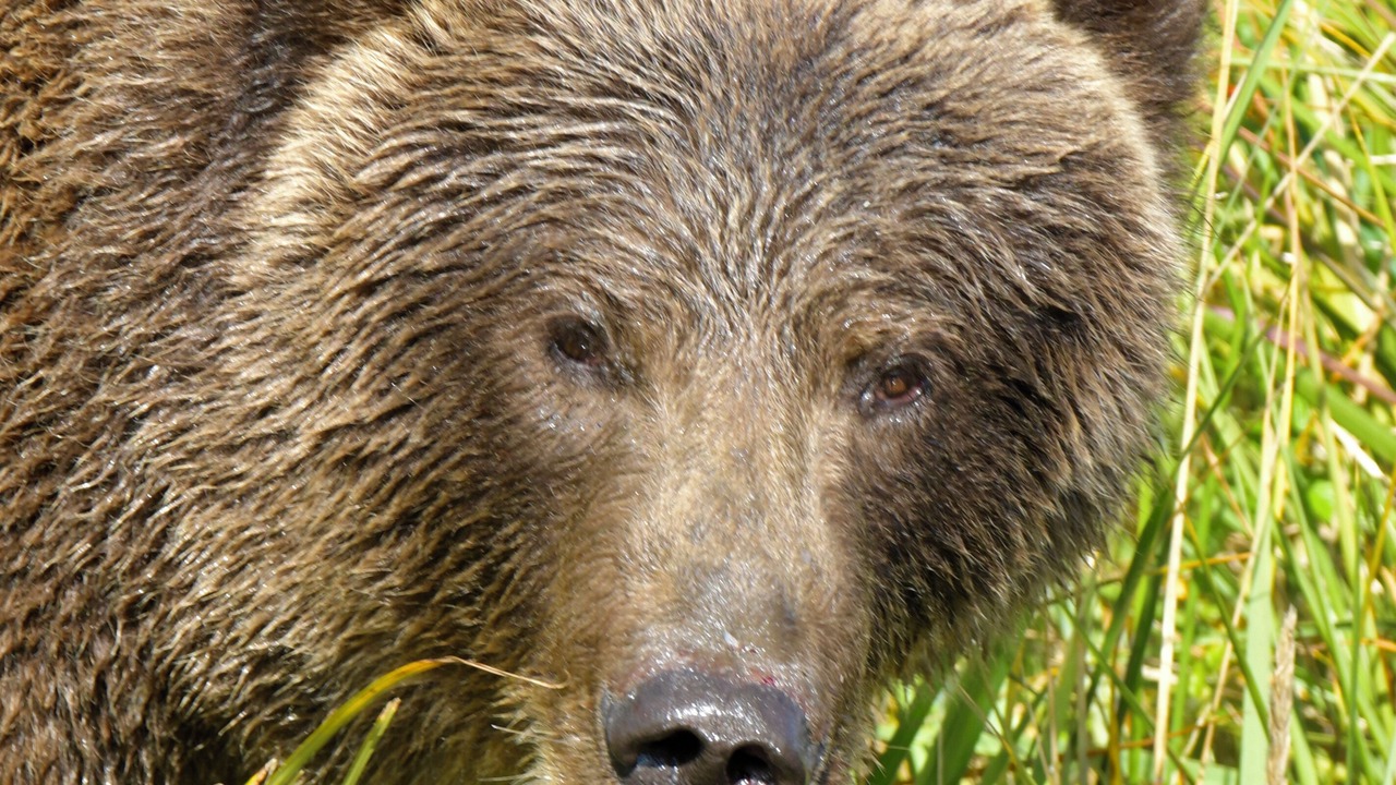 Photo of Others in Kodiak