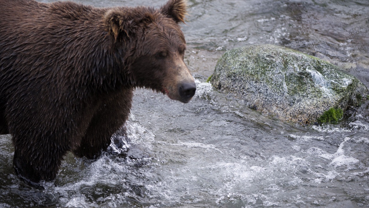Photo of Others in Kodiak