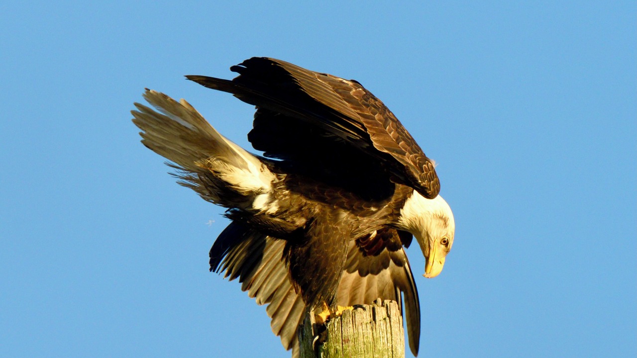Photo of Others in Kodiak