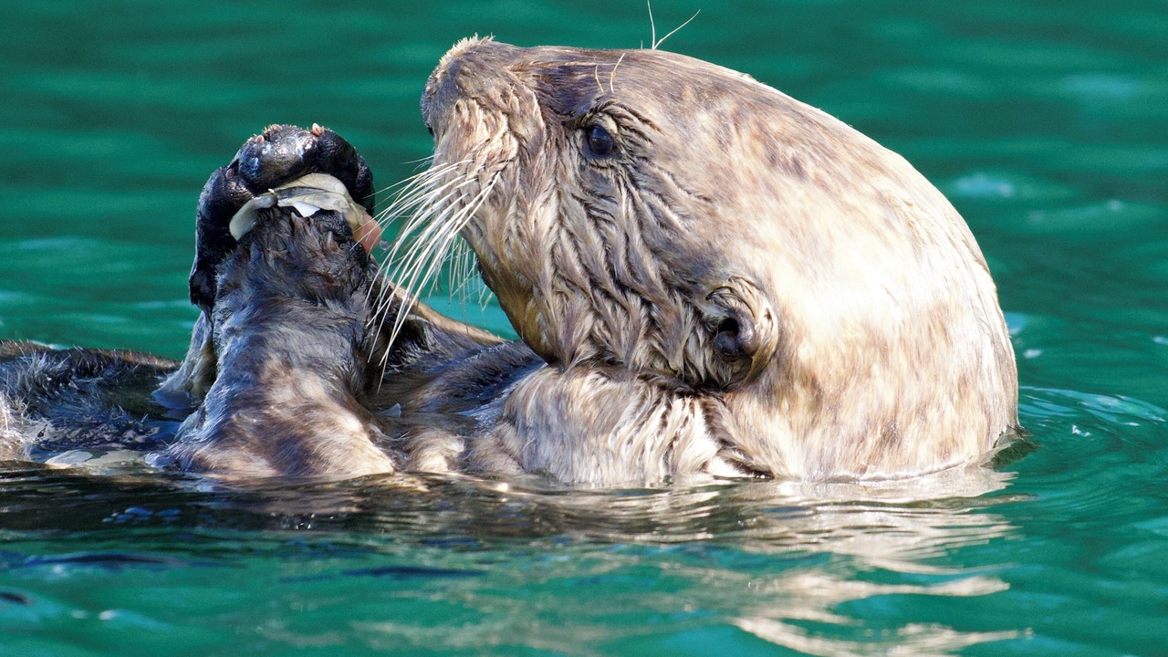 Photo of Others in Kodiak