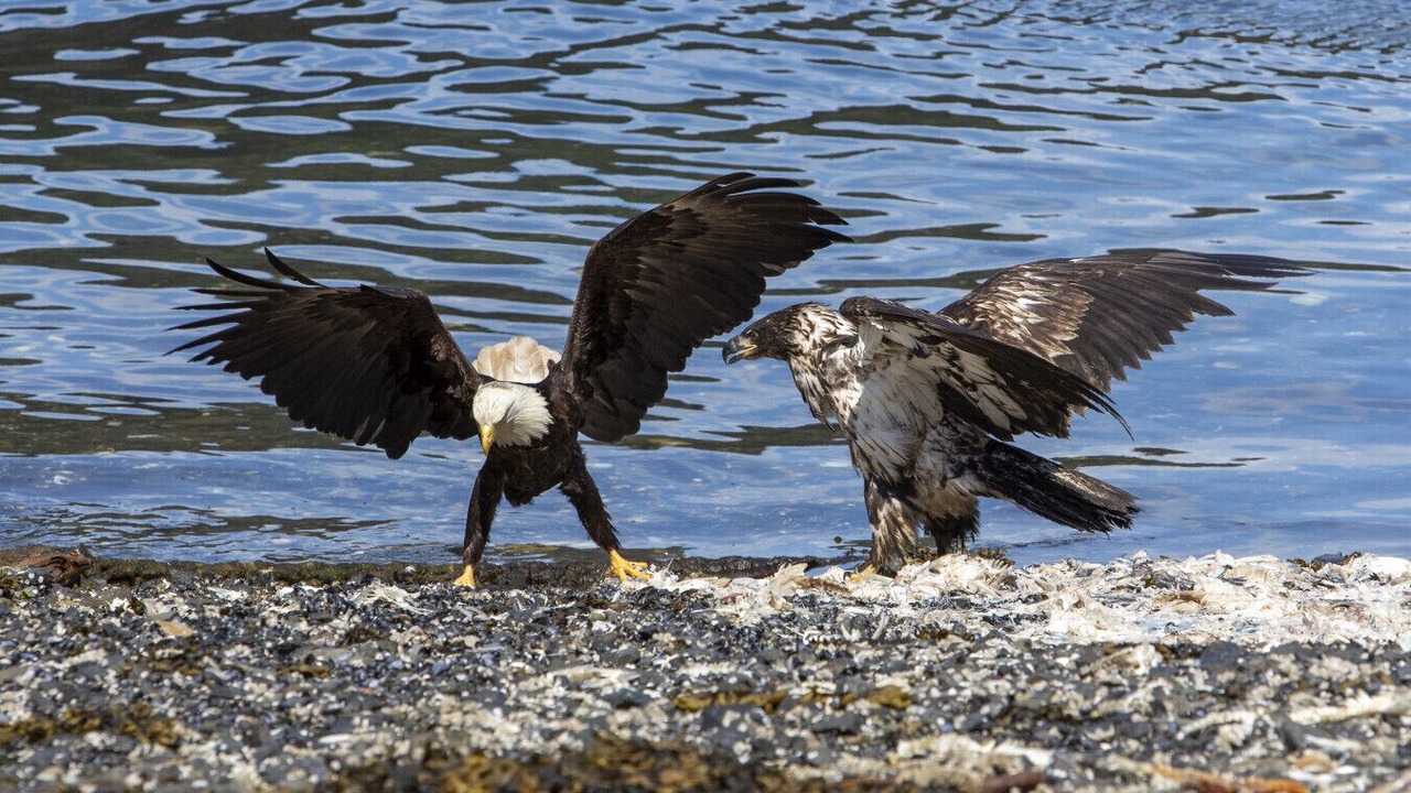 Photo of Others in Juneau