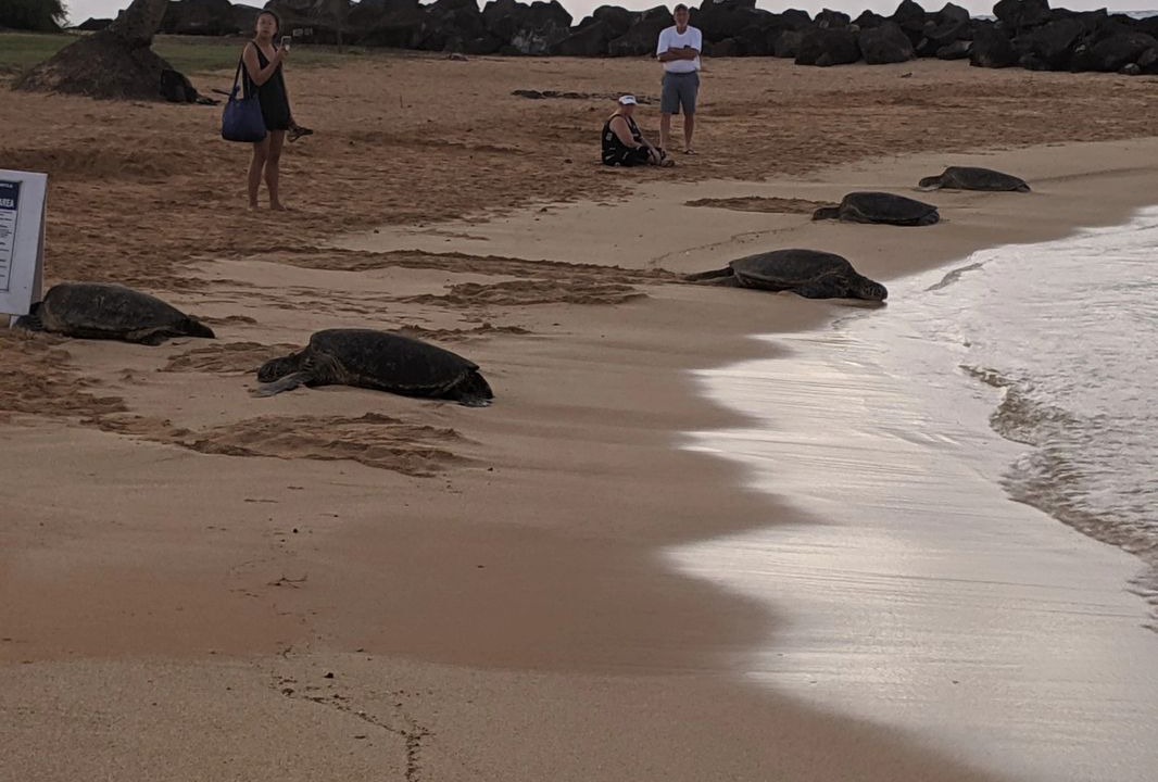 Photo of Others in Poipu